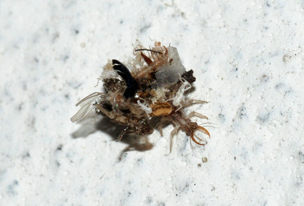 Dichochrysa sp. larva